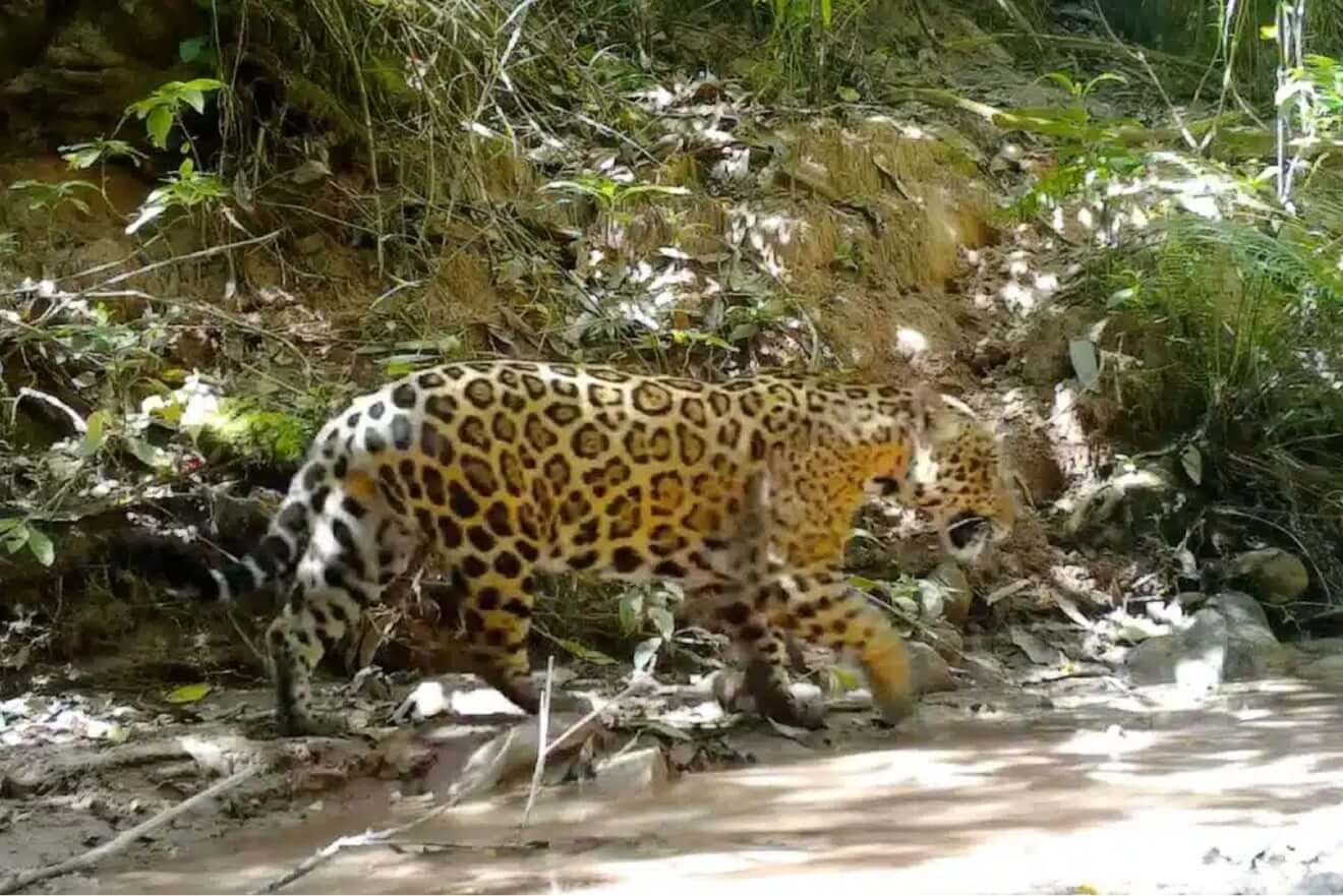 Revolución verde en la construcción: una empresa invierte en la protección de 50.000 hectáreas de selva en Salta - Imagen 3